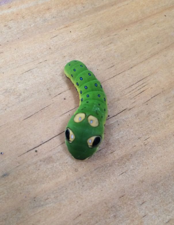 Saw This Guy On My Deck Today