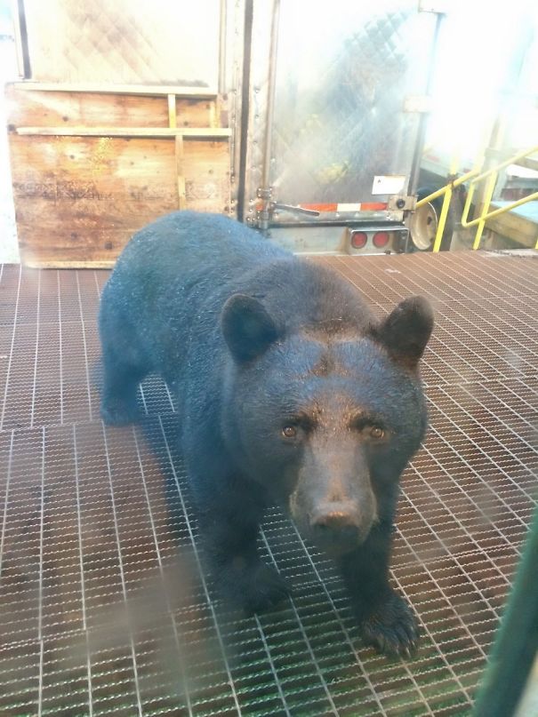 Was Going To Grab Some Product From The Freezer At Work When I Saw This Guy Wanting To Come Into The Kitchen