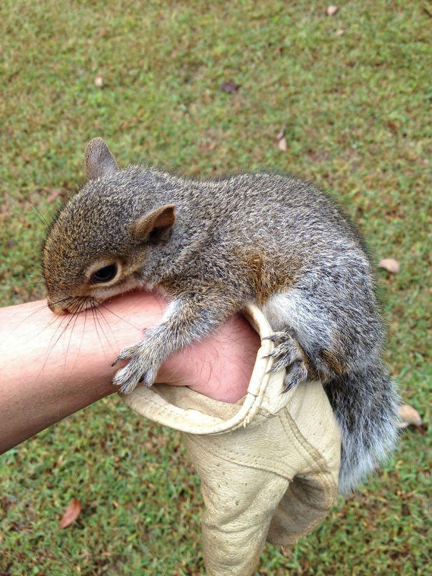 Found This Little Guy While I Was Doing Yard Work. He Would Not Let Go Of My Hand For An Hour