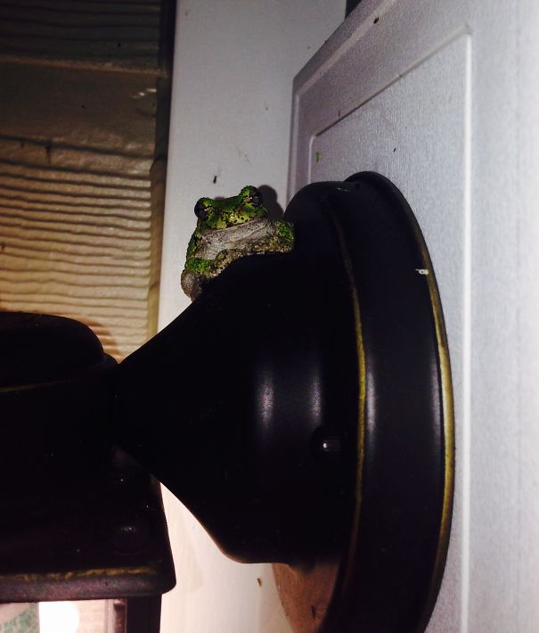 This Guy Comes Back Every Night To Sit On My Porch Light And Eat Bugs