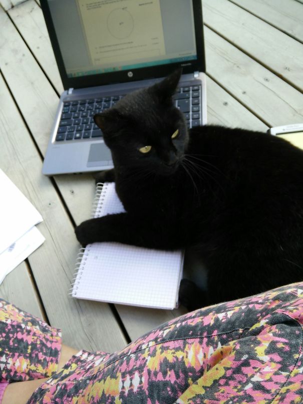 Studying For Exams, When Suddenly This Guy Confirms The Stereotype. Also, This Isn't Even My Cat