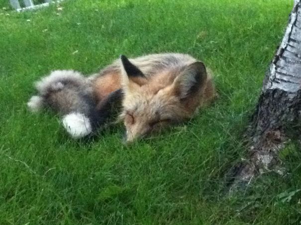 I Found This Little Guy Sleeping In My Back Yard