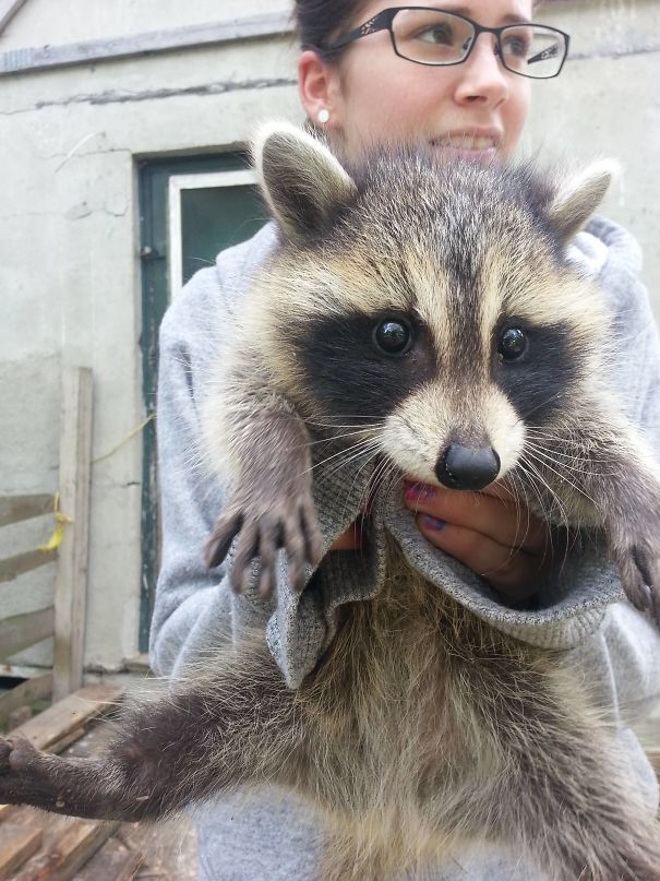 My Girlfriend Found This Little Guy Stuck Under The Deck