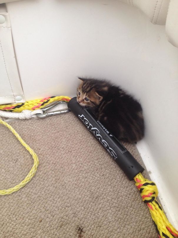 My Neighbor Found This Little Guy In His Boat