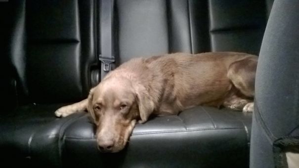 I Was Patrolling This Evening And This Little Guy Came Up To My Vehicle. Its 15 Degrees Outside And He Hooped Right In, How Could I Say No?