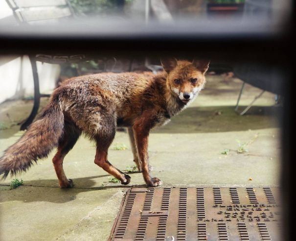 Caught This Guy In My Garden