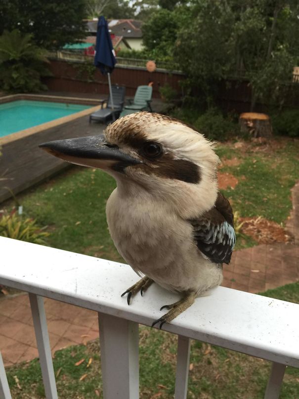 This Little Guy Paid Me A Visit Today. Can't Believe He Let Me Get So Close!