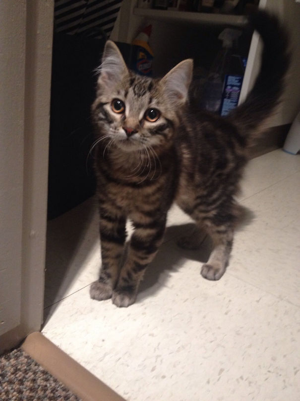 So I Just Woke Up At 4:45 Am With A Non-Stop Meowing Noise. Open My Apartment Door And This Little Guy Came Running In. Should I Keep Him?