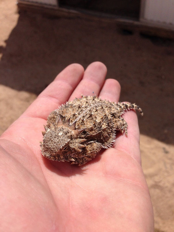 Not The Usual Aww, But I Found This Guy Looking For Shade At Work Today