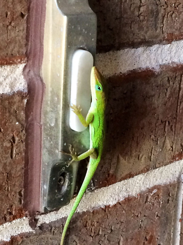 I Thought Kids Kept Ding Dong Ditching My House. Turned Out To Just Be This Guy