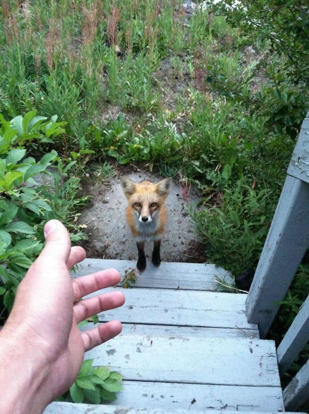 This Guy Wanted To Come In The Cabin