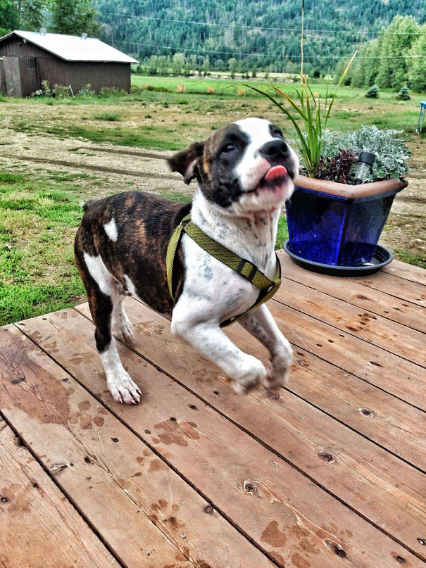 Was Eating Breakfast And This Little Guy Literally Busted Through The Screen Door To Join Us