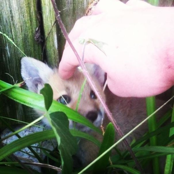 Found This Guy In My Backyard Today