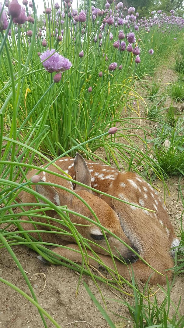 Found This Little Guy In The Garden Today. Do I Eat Him? Anyone Know When They're Ripe?
