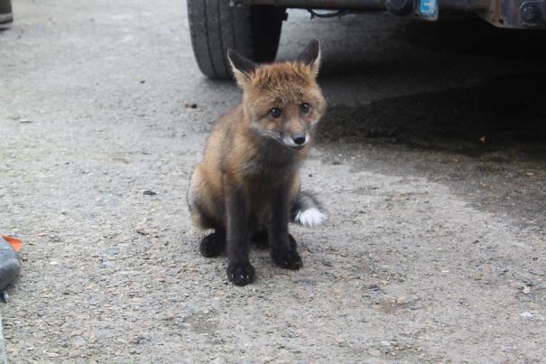 This Cute Little Guy Came At My Door And Ate Cat Food From A Bowl