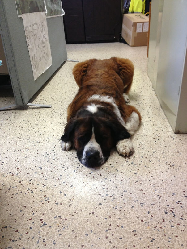 This Guy Walked Into The Firehouse Today And Hung Out With Us For A Few Hours