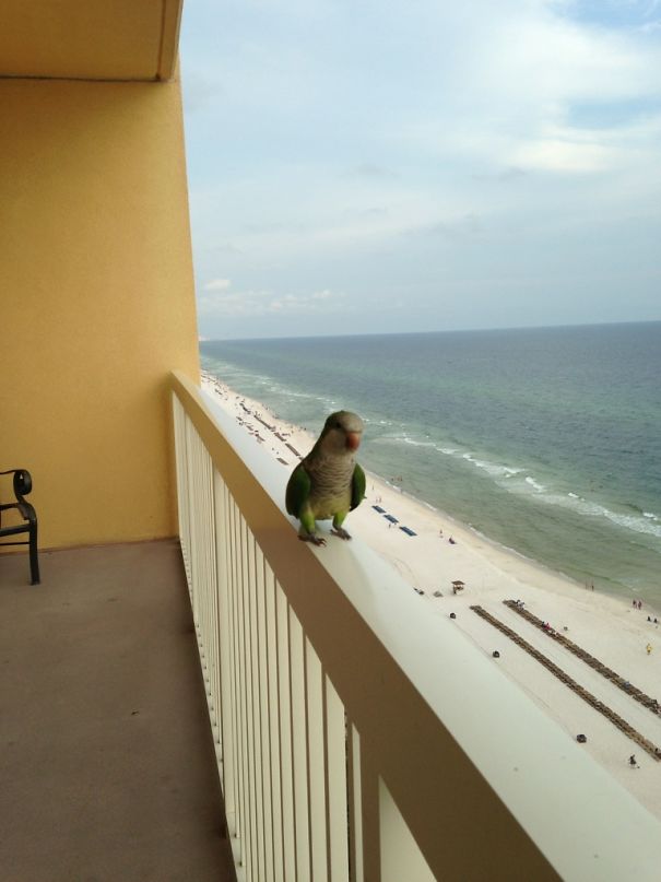 This Little Guy Comes To Visit Every Day At Our Condo In Panama City Beach. He Enjoys Bread And Bananas