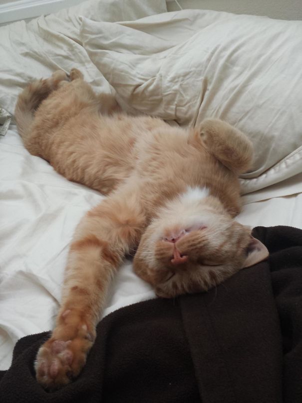 This Guy Just Randomly Showed Up At My House One Day And Now We're Bros. I Call Him Oj