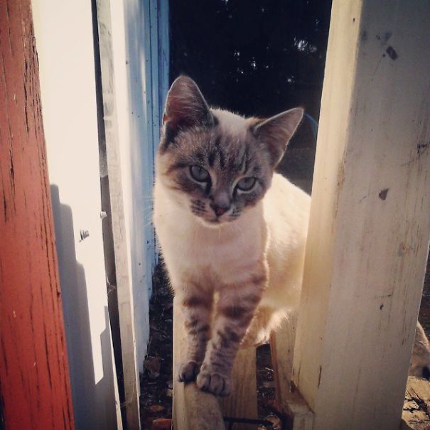 2 Days After I Moved To Oregon, This Little Guy Showed Up At My Doorstep. Meet Ounce