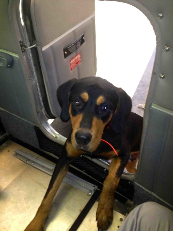 Working In An Aircraft Today And This Guy Popped In To Help Out