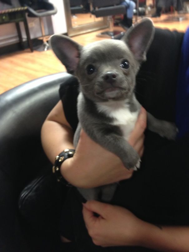 This Little Guy Came Into The Salon Today