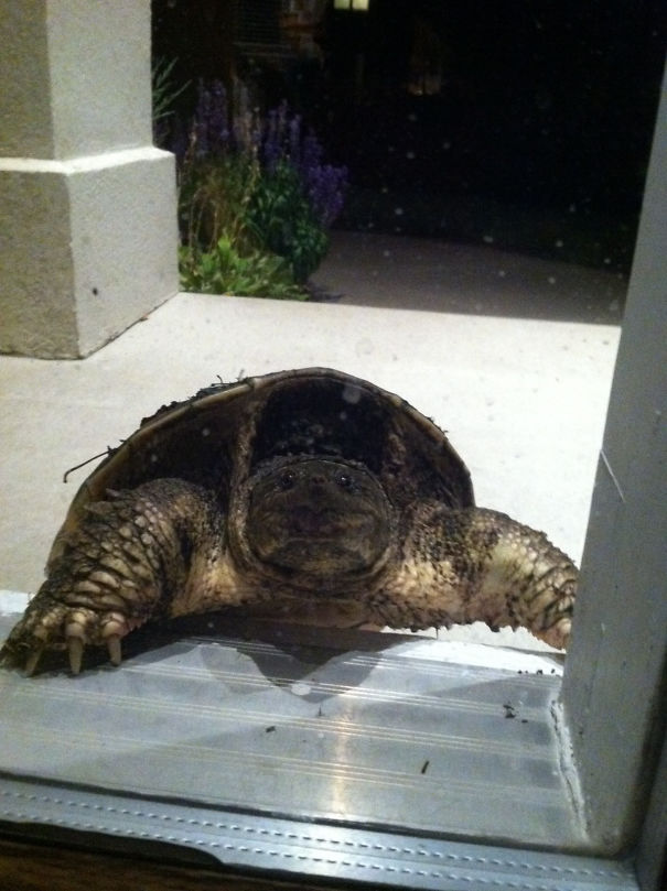 This Little Guy Was Trying To Break Into My House Last Night