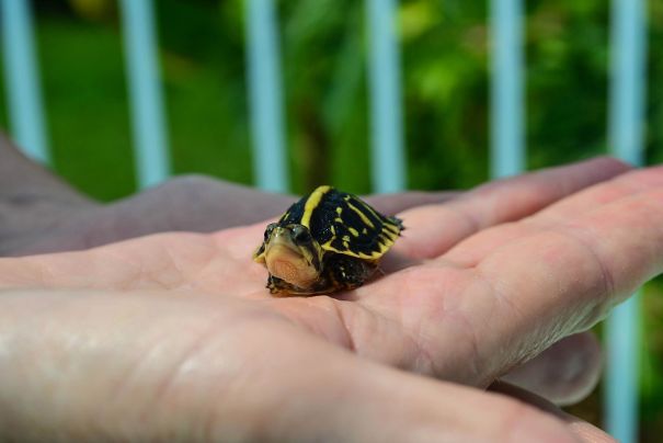 Found This Little Guy Swimming In Our Pool!