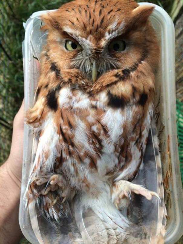 Found This Guy In My Yard