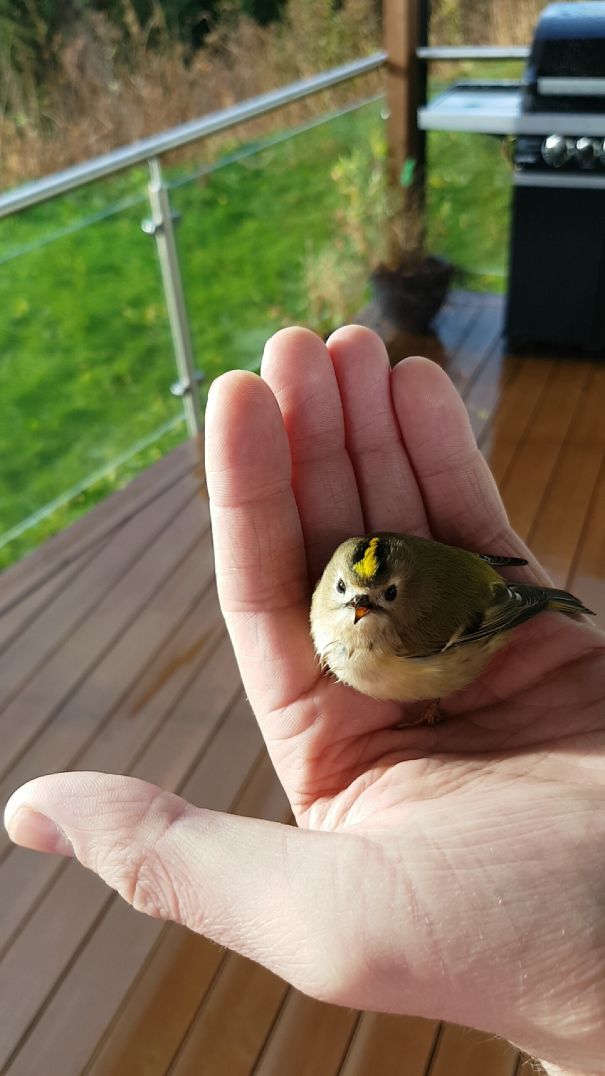 This Little Guy Crashed Into My Window Today