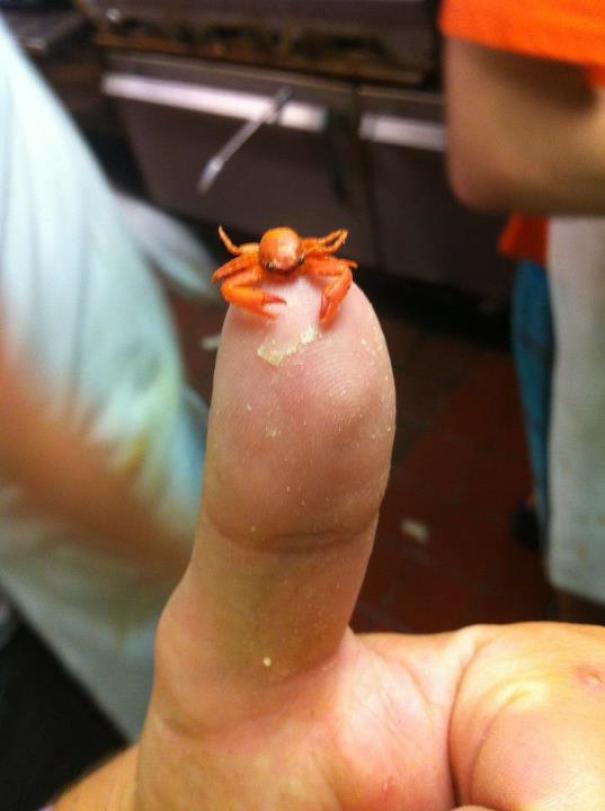 My Friend Found This Guy At Work