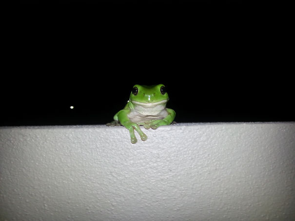 Found This Guy Waiting For Me When I Got Home