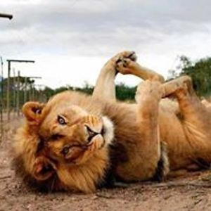 dawnna_avelino avatar