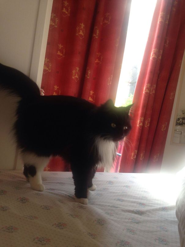 Woke Up To This Crawling On Me. I Don't Have A Cat