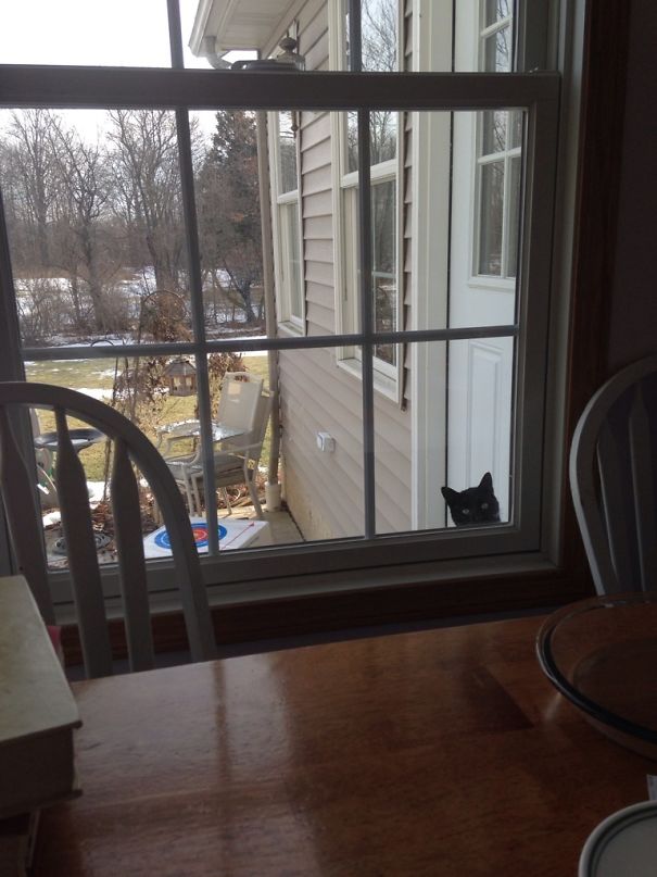 Today I Was Eating Breakfast And I Felt Like Someone Was Watching Me. I Don't Own A Cat