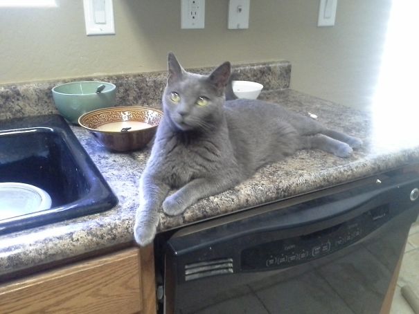 I Don't Own A Grey Cat