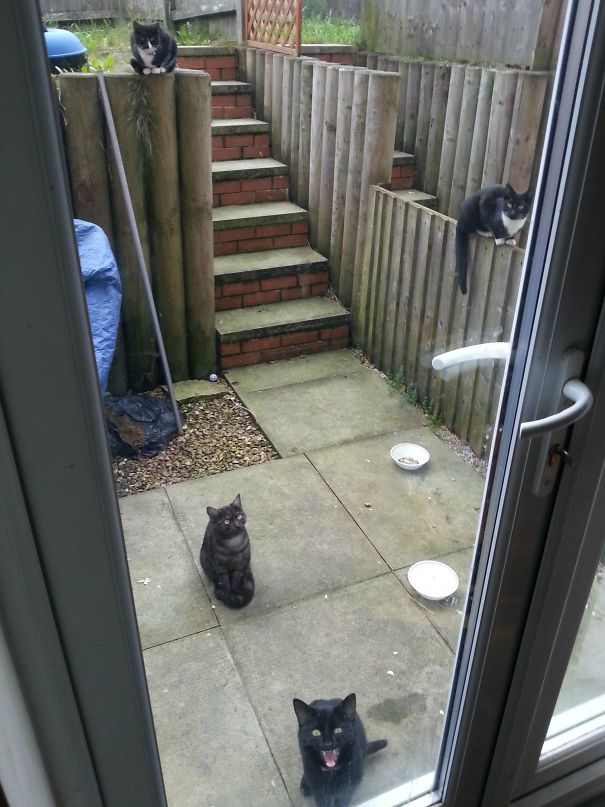 But I Don't Own Any Cats