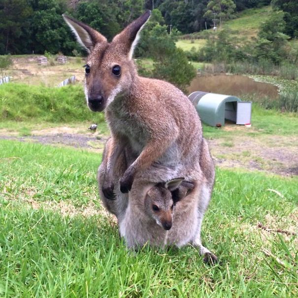 2 Years Ago I Raised An Orphaned Wallaby. Now She Brings Her Own Joey Home To Visit Me