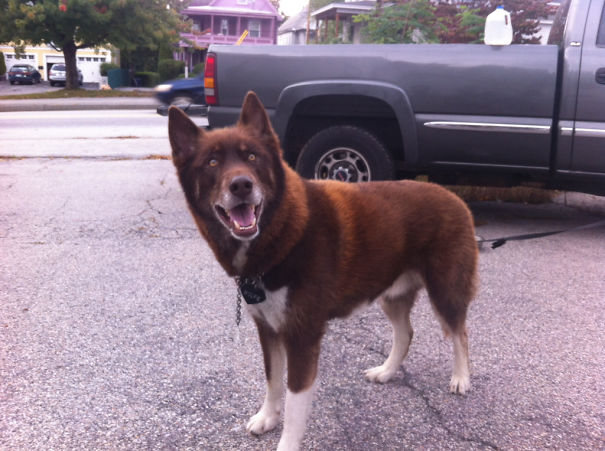 This Gorgeous Red Coated Wolf Hybrid Paid Me A Visit Yesterday