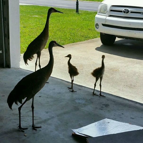 Got A Visit From This Family Today