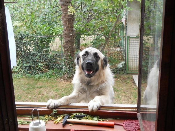 My Neighbour's Dog Always Comes To Visit When I Cook