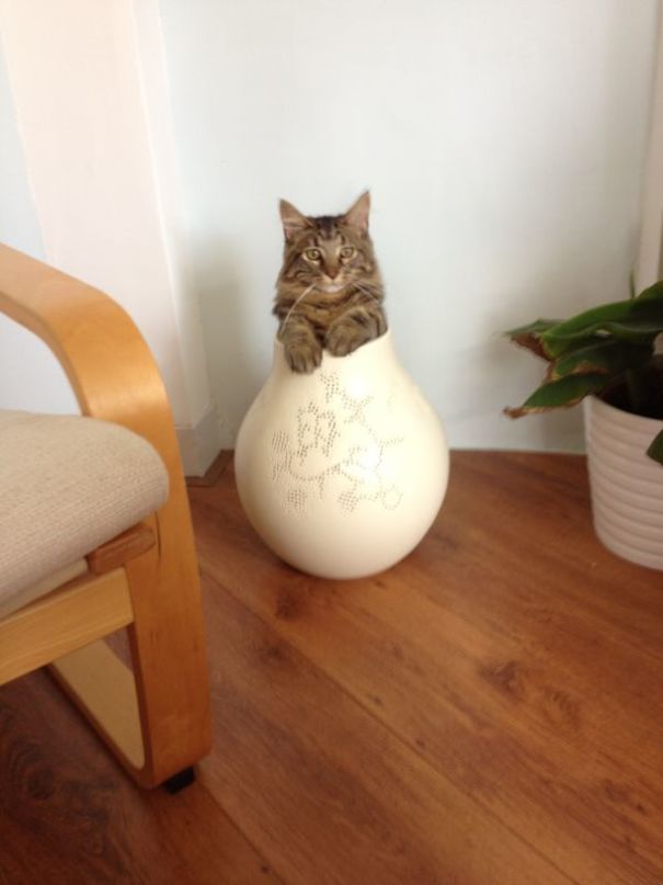 Our Neighbor's Cat Sometimes Comes Over For A Visit. Here He Thinks He's Flowers