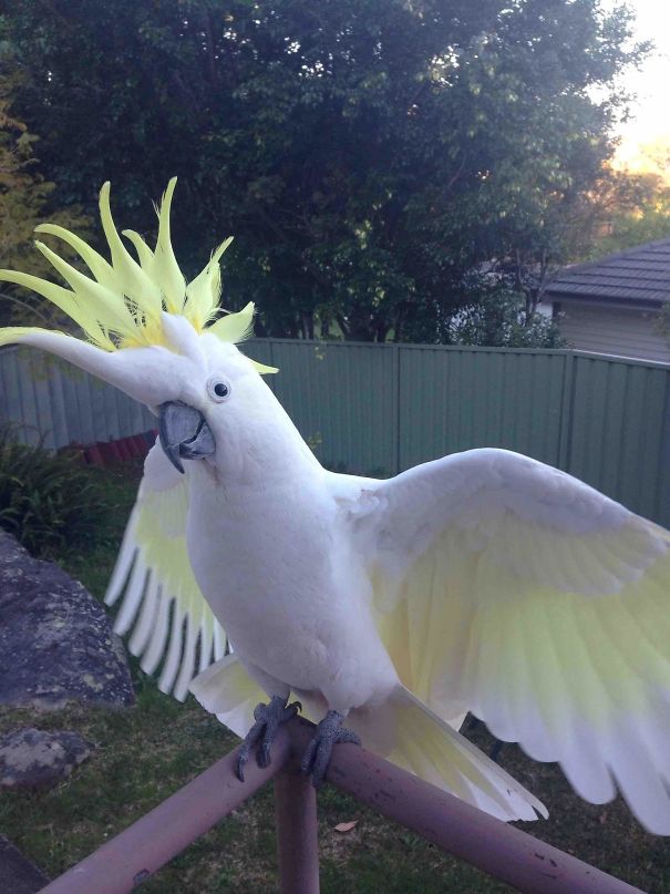 Cocky Came To Visit And Strut His Stuff