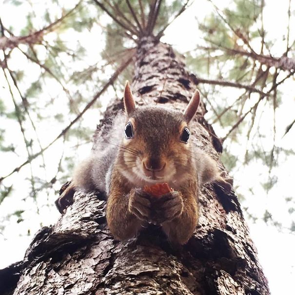 It Has Been 3 Months Since We Released Our Foster Squirrel, Daisy. She Still Comes Down To Visit At Least Once A Week
