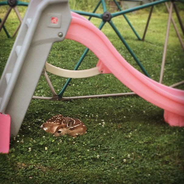 My Backyard Had A Special Guest In It This Morning