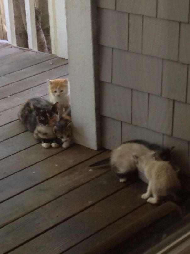 A Stray Cat Has Been Coming Around Since We Keep A Food Bowl On Our Back Porch. Today, She Brought Some Guests With Her