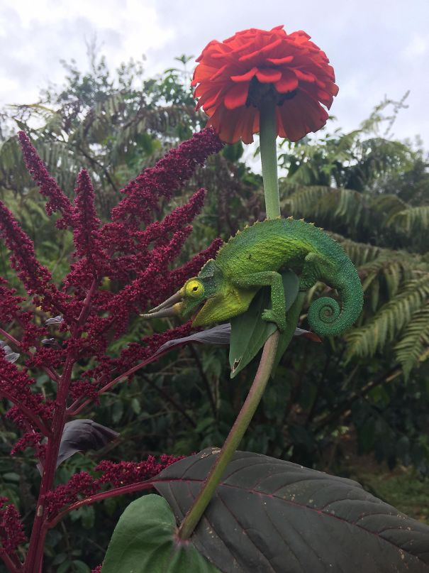 Found This Happy Guy In My Garden