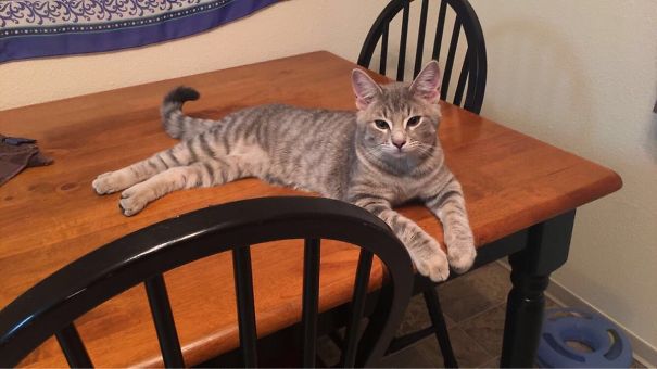 I Guess I Have A New Cat. This Guy Walked In My Front Door And Made Himself At Home