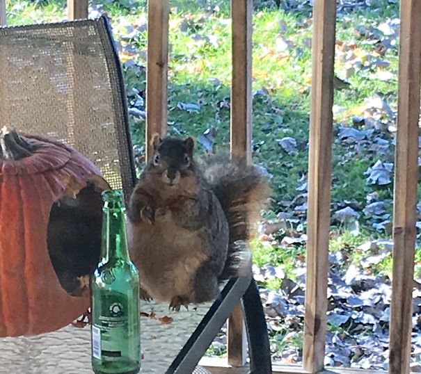 Found This "Little" Guy On The Back Porch This Morning. I Think He Knows Something We Don't