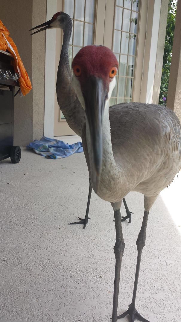 Was Sitting At My Porch When Suddenly...