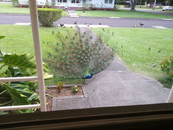 Dude Is Always On My Porch Trying To Flex His Shit